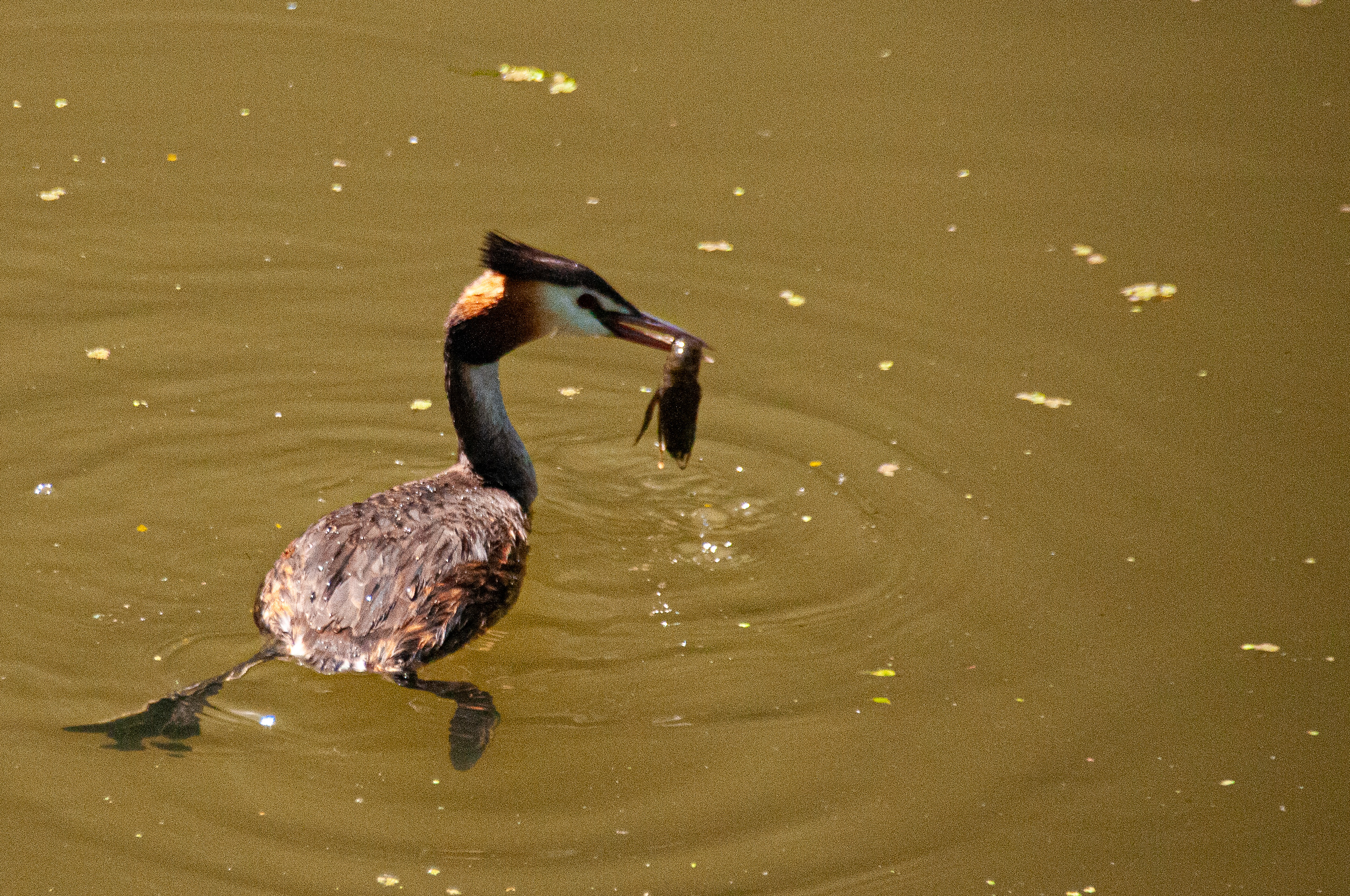 Grèbe huppé (Podiceps cristatus) transportant des fragments végétaux prélevés sous l'eau pour bâtir ou  consolider son nid,  Réserve Naturelle de Mont-Bernanchon, Hauts de France. 